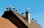 Storchenversammlung auf einem Hausdach